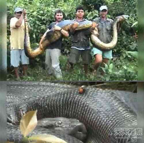 世上真有“成精”动物 99%的人没见过