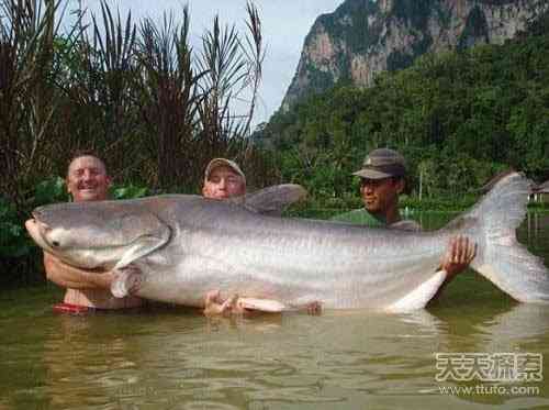 世上真有“成精”动物 99%的人没见过