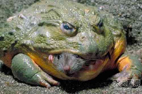 世上真有“成精”动物 99%的人没见过