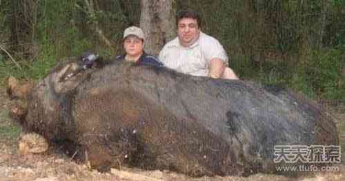 世上真有“成精”动物 99%的人没见过