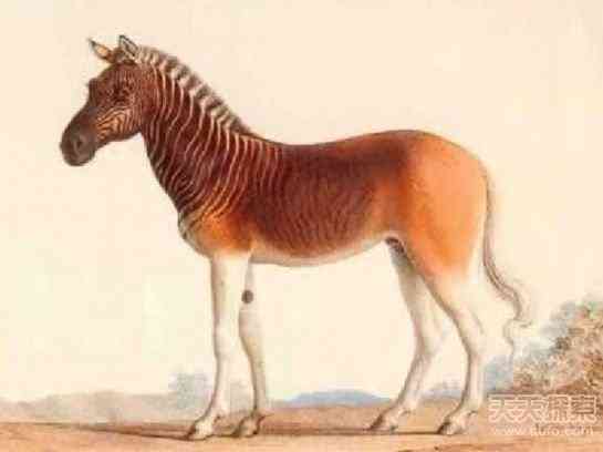 盘点已灭绝的10大动物：凶残袋狼1936年灭绝