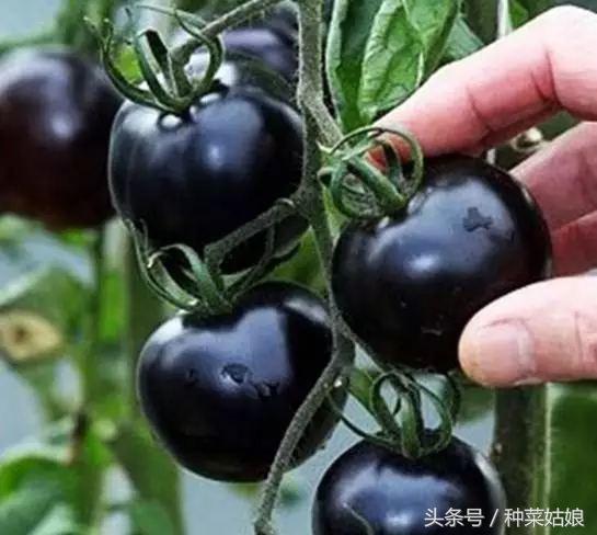 1491775209688948.jpg 微信图片_20170410055603.jpg