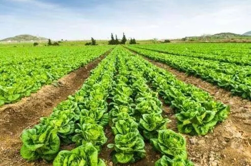 1495751131526024.jpg 46.webp.jpg