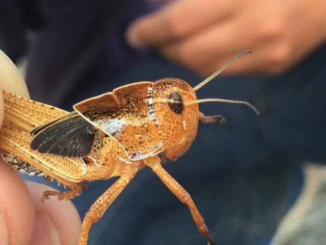 1499409743365866.jpg 蝗虫.jpg