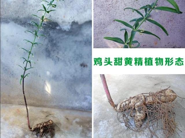 1503382330632023.jpg 66.jpg