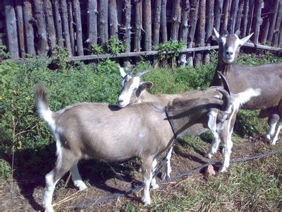 1503398653117595.jpg 1.jpg