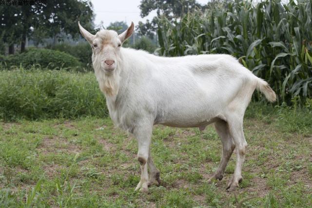 1503398667225422.jpg 2.jpg