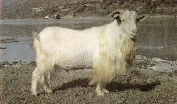 1503398753283982.jpg 8.jpg