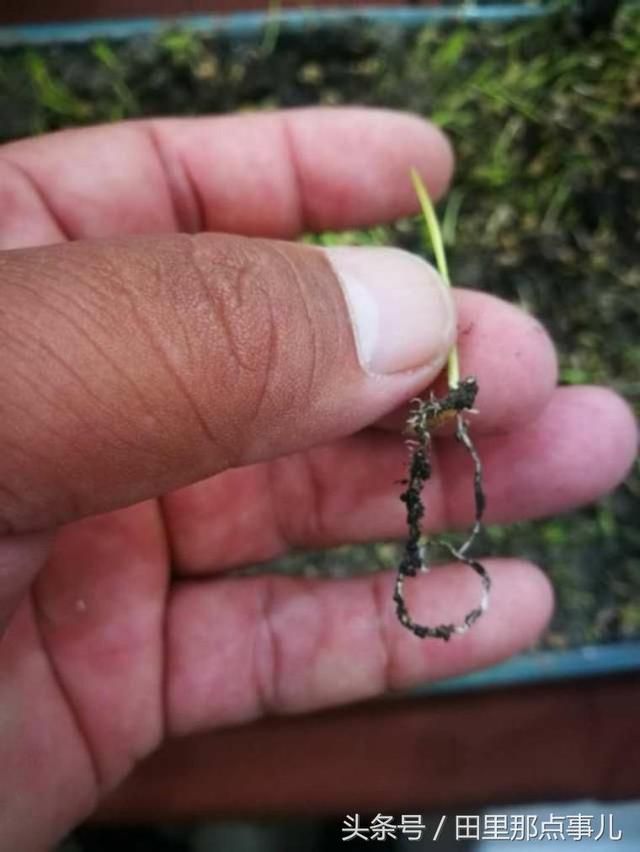 1511165437469137.jpg 112.jpg